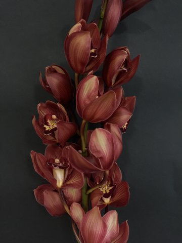 Cymbidium Orchids Standard Cymbidiums - RED BEAUTY ORATIA