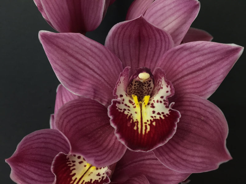 Cymbidium Orchids Standard Cymbidiums - YOWIE FLAME
