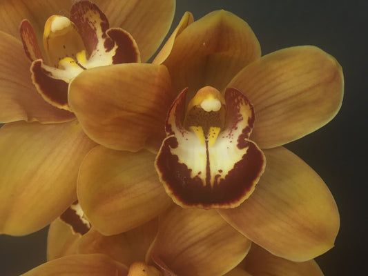 Cymbidium Orchids Standard Cymbidiums -  CARAMEL