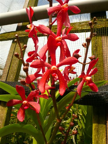 Singapore Orchids Aranda Orchids - TOP RED