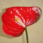 Anthuriums - MICKEY MOUSE