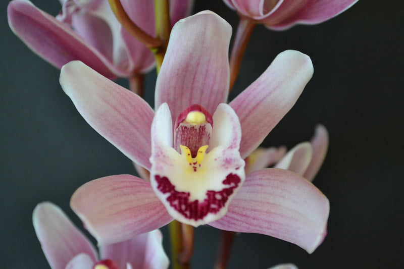 Cymbidium Orchids Mini Cymbidiums -KENNY NAITO