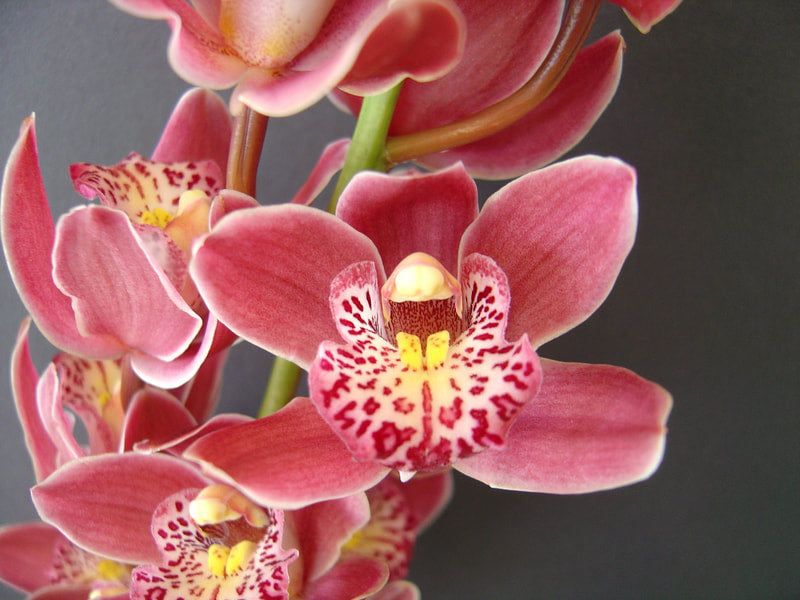 Cymbidium Orchids Mini Cymbidiums -KYANCUTTER SWEET LORRAINE