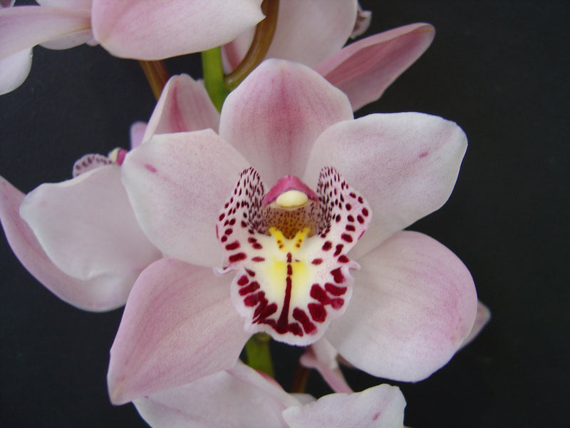 Cymbidium Orchids Mini Cymbidiums - LADY SHEREDEN