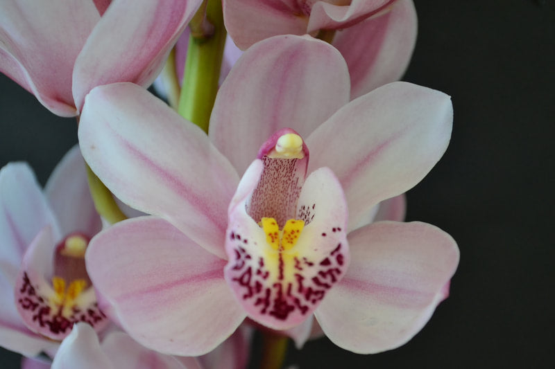Cymbidium Orchids Mini Cymbidiums - TRUE BLISS