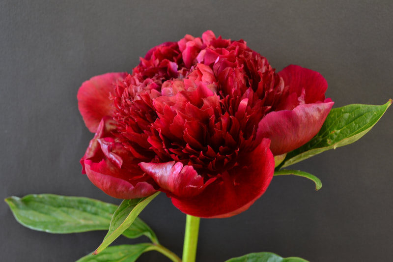 Peony Roses -RED CHARM