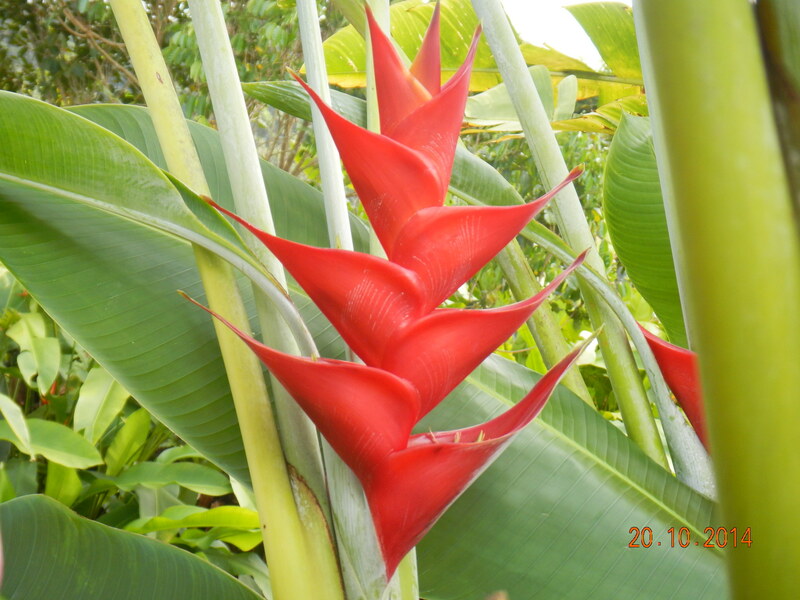 Tropical Flowers & Unique Blooms- RED CARABEA